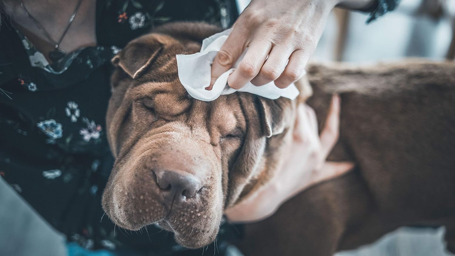 Nettoyage de l'oreille d'un chien avec une lingette