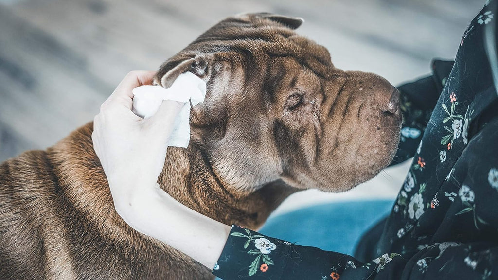 Nettoyage du contour de l'œil d'un chien avec une lingette