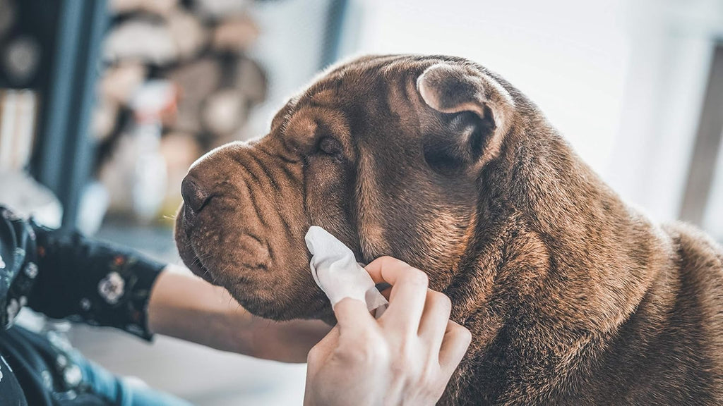 Chien dont on nettoie délicatement le contour des yeux