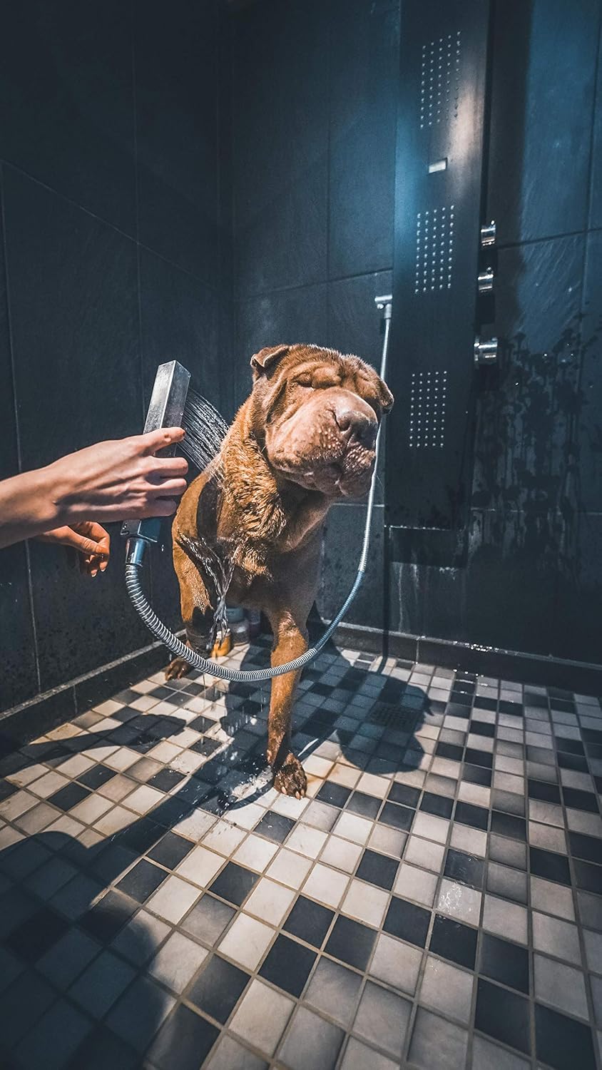 aChien lavé au jet sous la douche avec un shampooing doux