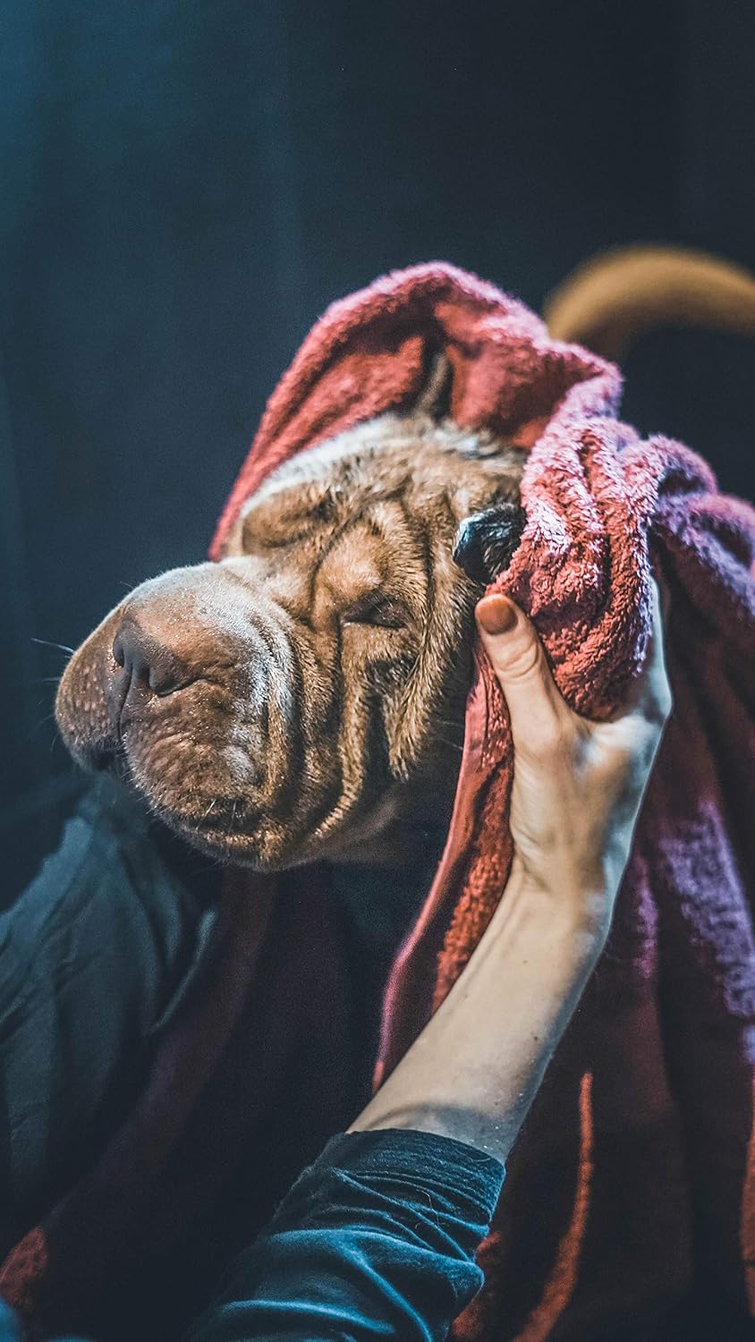 aChien séché dans une serviette après son shampooing