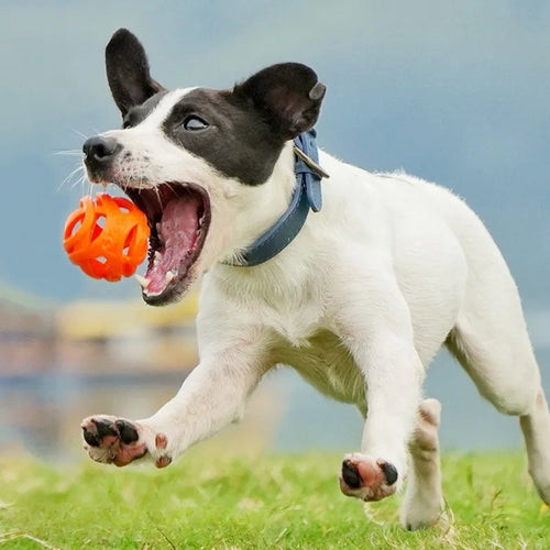 Balles à mâcher élastiques résistantes pour chien – vue 2