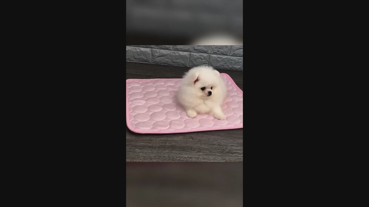 Tapis rafraîchissant chien – coussin été anti-chaleur